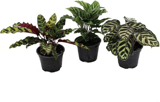 American Plant Exchange Live Assorted Calathea Plants, Prayer Plants, Plant Pots for Home and Garden Decor, 4" Pot, Pack of 3