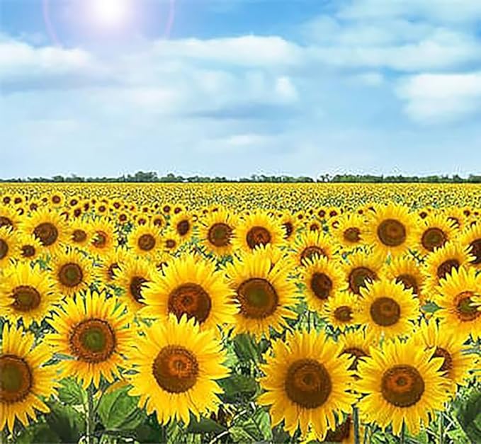 Teddy Bear - Fluffy, Dwarf Sunflower Seeds - 30 Seeds - Up to 40" Tall