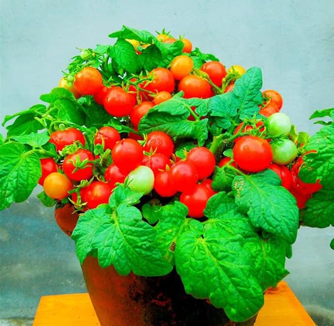 100 Seeds Indoor Cherry Tomato Dwarf Red and Yellow Tomato Rare Vegetable Heirloom Seeds