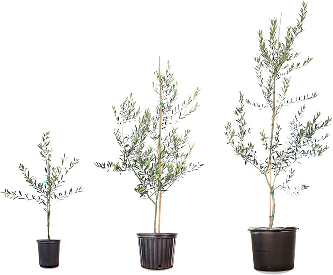 PERFECT PLANTS Arbequina Olive Live Plant, 3-4ft, Includes Care Guide