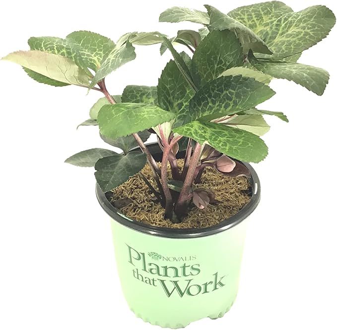 Helleborus Penny's Pink G1