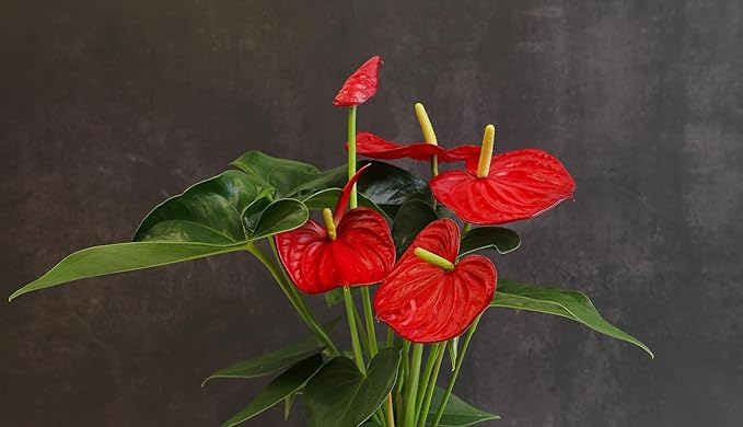 4" Red Anthurium Live Plant Decor, Live House Plants, Anthuriums Live Plants Indoor Plants Live Houseplants, Real Plants Indoor Live Plants, Easy Plant Lover Gifts for Plant Lovers by Plants for Pets