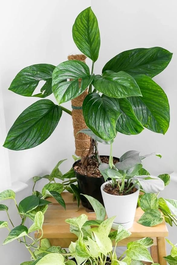 Premium Monstera Pinnatipartita Plant Potting Mix - Optimal Nutrients and Aeration for Healthy Growth - 1 Quart