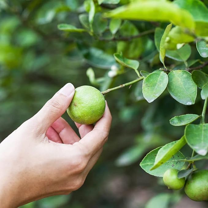 Gardenera's Premium Lime Soil Mix - Fast-Draining Potting Soil for Growing and Repotting Citrus Aurantifolia - 1 Quart