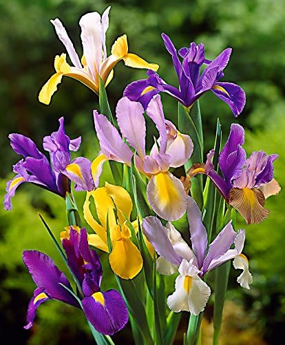 Mixed Tall Dutch Iris - 25 Bulbs