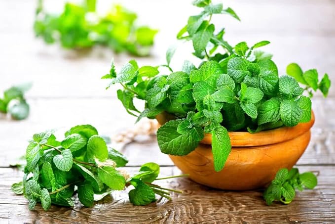 Spearmint Plant Potting Mix - Unlock Robust Growth and Invigorating Scent with Our High-Performance Formula - 20 Quart