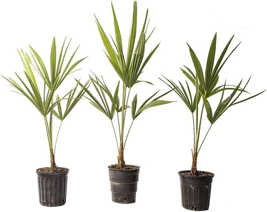 American Plant Exchange Windmill Palm Tree, Cold Hardy, Drought Tolerant, Easy to Care Tropical Live Plant for Outdoor Landscapes, 3 Pack of 4 Pots