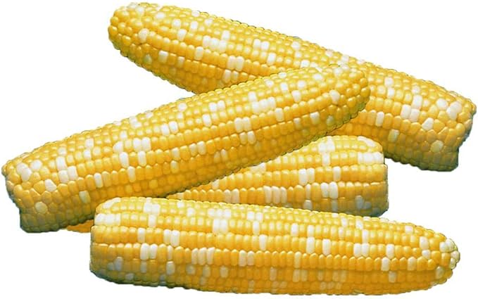 Park Seed Variety of Corn Vegetable Seeds, Plant Seeds, Easy to Grow, Perfect for Harvesting, Serendipity Triplesweet Hybrid, Pack of 200