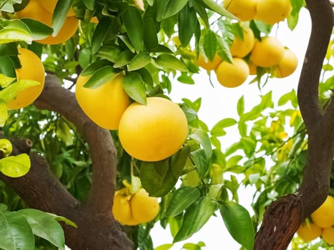 Premium Grapefruit Potting Mix - Expertly Crafted with Peat Moss, Perlite, Worm Castings, and Lime for Stronger Roots and Optimal Nutrient Absorption - 10 Quart