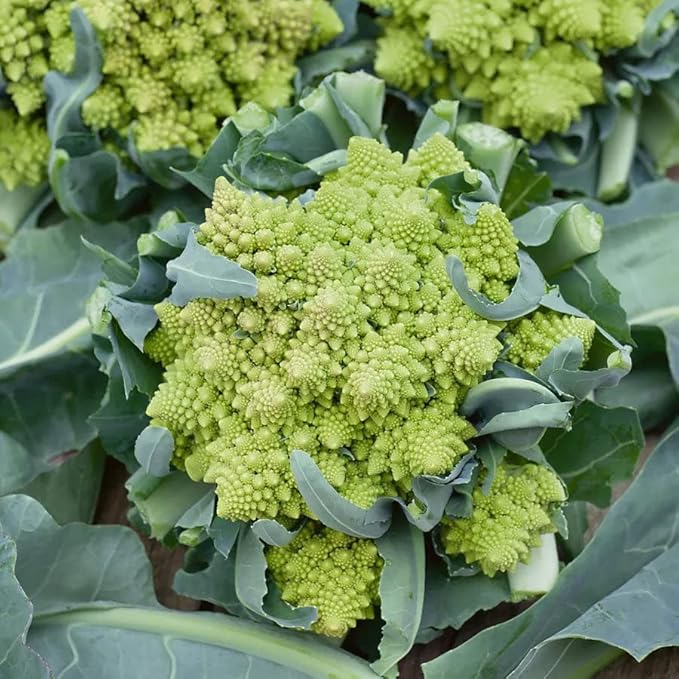 Park Seed Variety of Broccoli Plant Seeds, Easy to Grow, Perfect for Garden, Romanesco Broccoli Seeds, Pack of 100 Seeds