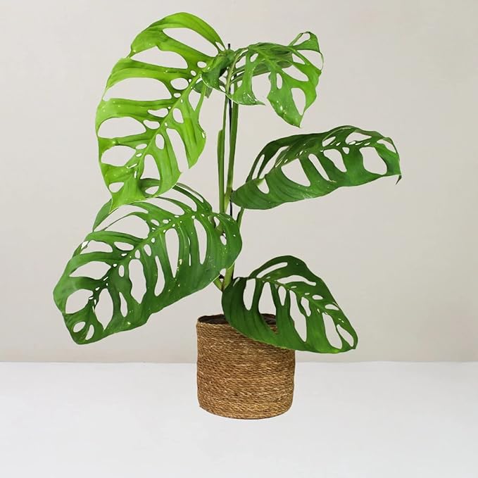 Premium Monstera Esqueleto Potting Mix - Expertly Crafted for Healthy Growth - 1 Quart