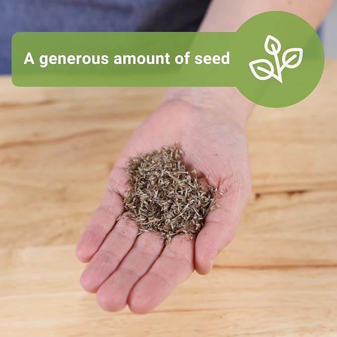 Sow Right Seeds - Lemon Grass Seed for Planting - 1600 Seeds, 1.2 Grams, Non-GMO Heirloom Bulk Jumbo Pack with Instructions to Plant and Grow an Herb Garden - Grow Loads of This Culinary Herb