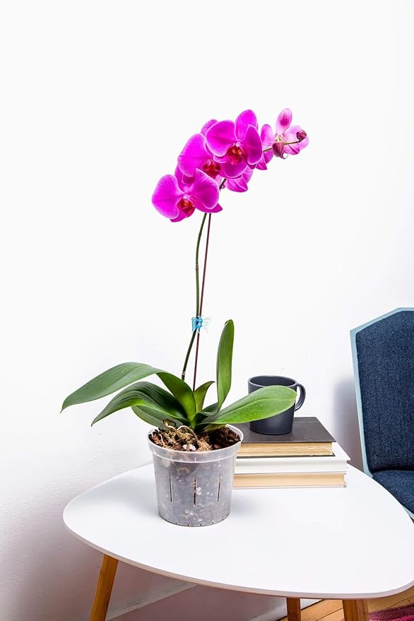rePotme Deluxe Orchid Starter Kit - Phalaenopsis Dark Classic - (Includes Orchid Potting Mix, Orchid Fertilizer, Plus a 5 inch Orchid Pot, Flower Clip, and Plant Label)