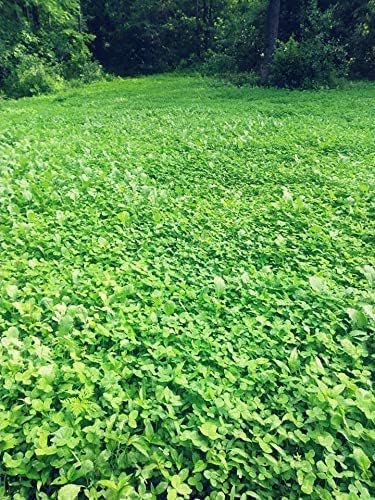 | Clover/Chicory | Select Seed Blends | All Season Whitetail Deer and Turkey Perennial Food Plot Seed | Drought Resistant | Easiest Turkey and Deer Feeders | 5 lb Bag | 2-Pack