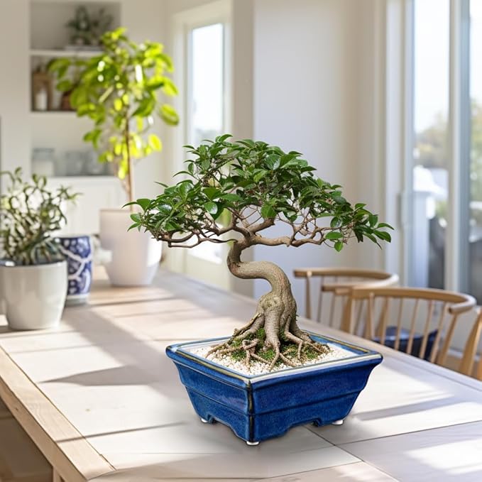 Bonsai Pots Shallow Succulent Planters for Live Bonsai Trees Set of 2, 6.3" Ceramic Pot for Succulents Indoor with Drainage Hole, Outdoor Cactus Plant Bonsai Pot,Ceramic Flower Pot