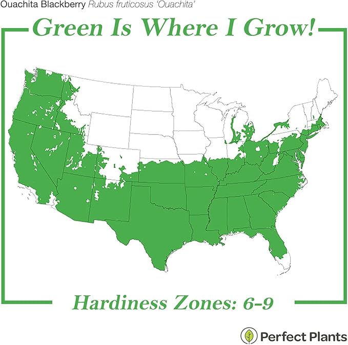 PERFECT PLANTS Ouachita Thornless BlackBerry Bush 1 Gal. Pot Extremely Hardy Large Sweet Berries