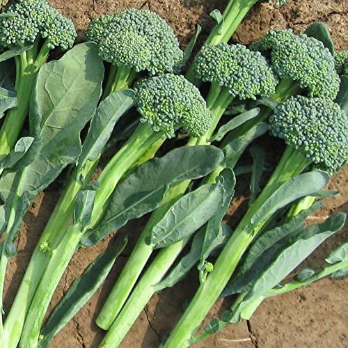 Park Seed Variety of Broccoli Plant Seeds, Easy to Grow, Perfect for Garden, Artwork Hybrid Broccoli Seeds, Pack of 100 Seeds
