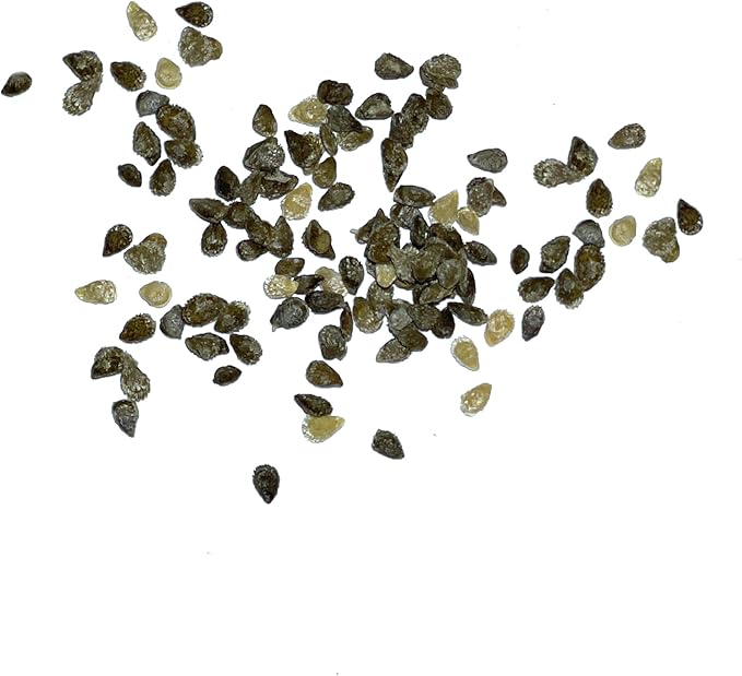 Seed Needs Tiny Tim Tomato Seeds for Planting - Non-GMO, Heirloom & Untreated - Organically Grow an Outdoor Vegetable Garden - Dwarf Plants Produce Cherry Tomatoes (1 Pack)