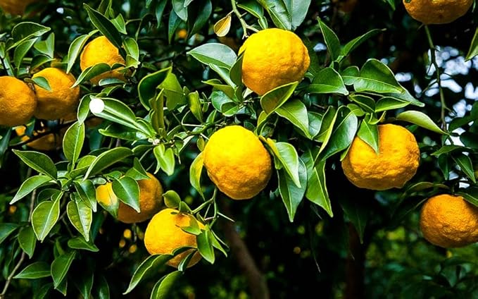 Gardenera's Premium Citron Tree Soil Mix - The Ideal Blend of Nutrients and Aeration for Growing Healthy and Productive Citrus Medica Trees - 10 Quart