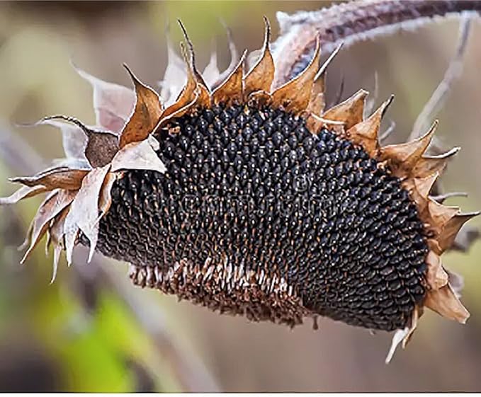 Teddy Bear - Fluffy, Dwarf Sunflower Seeds - 30 Seeds - Up to 40" Tall