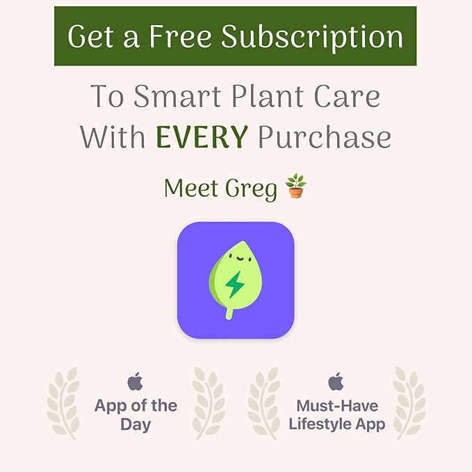 American Plant Exchange Live Windmill Palm Tree, Chusan Palm Tree, Plant Pot for Home and Garden Decor, 10" Pot