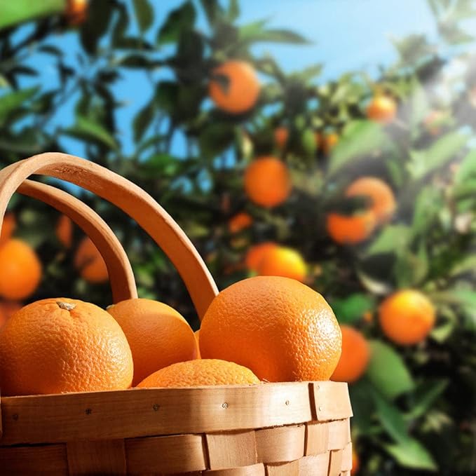 Gardenera's Premium Orange Tree Soil Mix - Quick Drain Potting Soil for Growing and Repotting Citrus Sinensis - 5 Quart