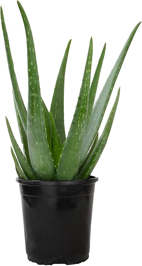 Live Aloe Vera Plant Live Succulents Plants Live Plants (1G), Aloe Plant Live Succulent Plants Live Aloe Plants Live Houseplants, Aloe Vera Plant Indoor Succulents Indoor Plants by Plants for Pets