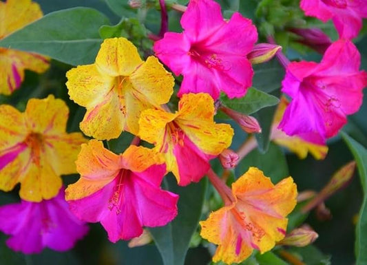 100 Four O'Clock Flower Seeds: Fragrant Mix for Perennial Blooms
