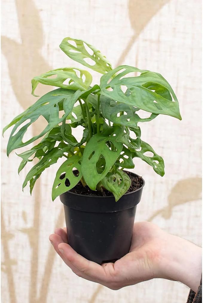 Organic Five Holes Monstera Soil Mix - Expertly Formulated for Strong and Healthy Roots - 2 Quart