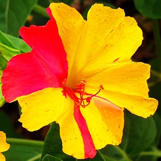 100 Four O'Clock Flower Seeds: Fragrant Mix for Perennial Blooms