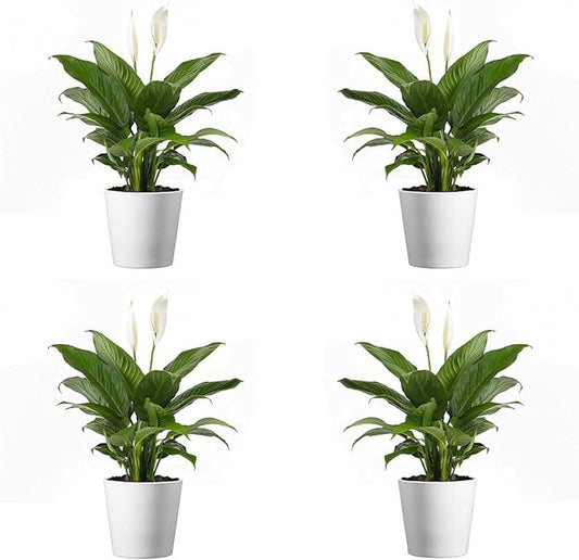 American Plant Exchange Peace Lily, Live Spathiphyllum Plants, 4-Inch Pots, 4 Pack in Deco Covers, Flowering Houseplants, Easy Care, Low Light, Perfect for Housewarming, Sympathy, or Party Gifts