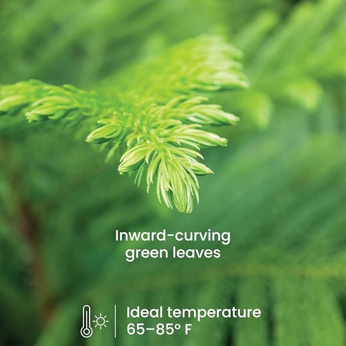 American Plant Exchange Live Norfolk Island Pine Plant, Plant Pot for Home and Garden Decor, 6" Pot