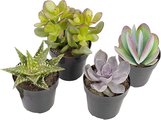 Altman Plants, Live Succulents Plants Live Houseplants (4PK), Succulent Plant Lover Gifts, Live Indoor Plants in Potting Soil, Live Plants Indoor Cactus Plants Live Succulent Plants Live House Plants