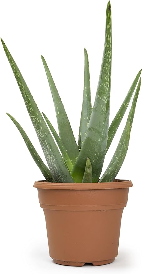 Live Aloe Vera Plant Live Succulents Plants Live Plants (6 in), Aloe Plant Live Succulent Plants Live Aloe Plants Live Houseplants, Aloe Vera Plant Indoor Succulents Indoor Plants by Plants for Pets