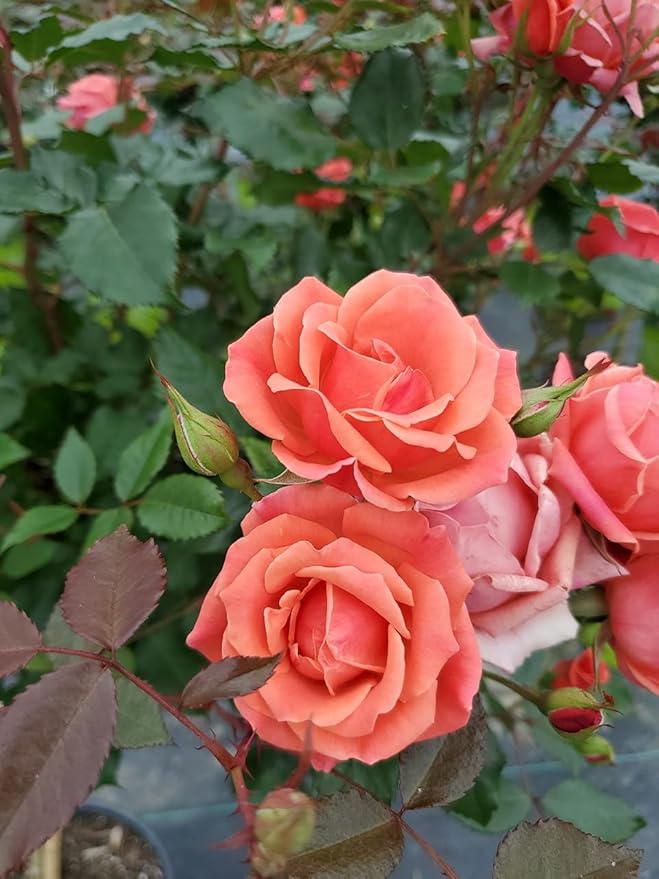 Green Promise Farms Rosa Knock Out (Reblooming) Rose, 2-Size Container, Coral Flowers