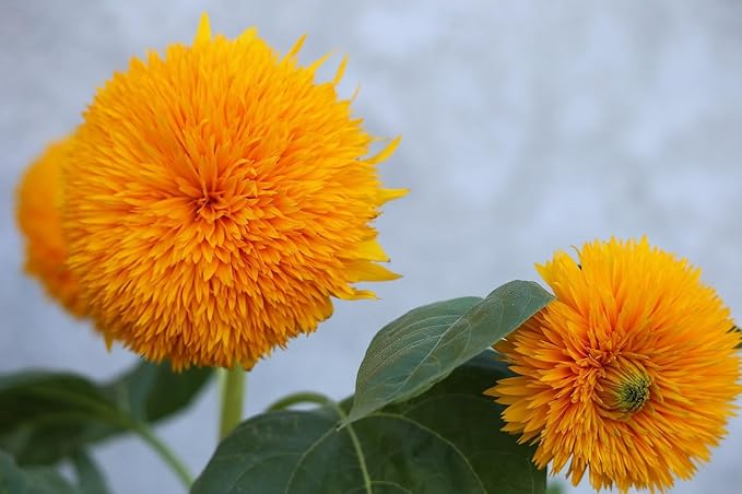 Set of Flower Seed Packets! Flower Seeds in Bulk - Great for Creating The Garden of Your Dreams! (100, Teddybear Sunflower)