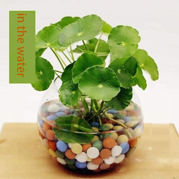2LBS Garden Soil,Clay Pebbles Gardening Ceramsite Orchid Rocks Drainage Water Purification Ceramsite Decor Cultivation Soil Stone Horticultural Grade for Soil Hydroponics Aquaponics,Diameter 8-10mm