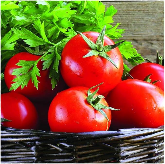 Park Seed Variety of Tomato Vegetable Seeds, Plant Seeds, Easy to Grow, Perfect for Harvesting, Early Girl Hybrid, Pack of 30