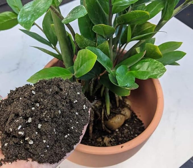 Zamioculcas Potting Mix - Unlock Robust Growth and Striking Leaves with Our High-Performance Formula - 20 Quart