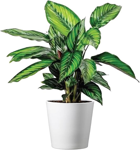 American Plant Exchange Calathea Beauty Star Live Prayer Plant, 6-Inch Pot W/Stylish Cover, Easy to Care, Pet Safe, Low Light & Air Purifying Tropical Indoor Houseplant for Home Office & Garden Décor