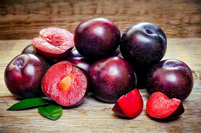 American Red Plum Tree Seeds for Planting, 5 Fruit Seeds Per Packet, (Isla's Garden Seeds), Non GMO & Heirloom Seeds, Botanical Name: Prunus Americana, Great Home Garden Gift