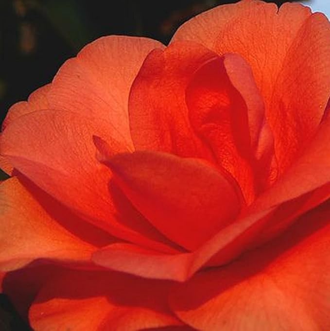 CHUXAY GARDEN Orange Camellia Flower Seed 50 Seeds Great Shrub Plant Ornamental Flowering Plant Perfect Courtyard Flower