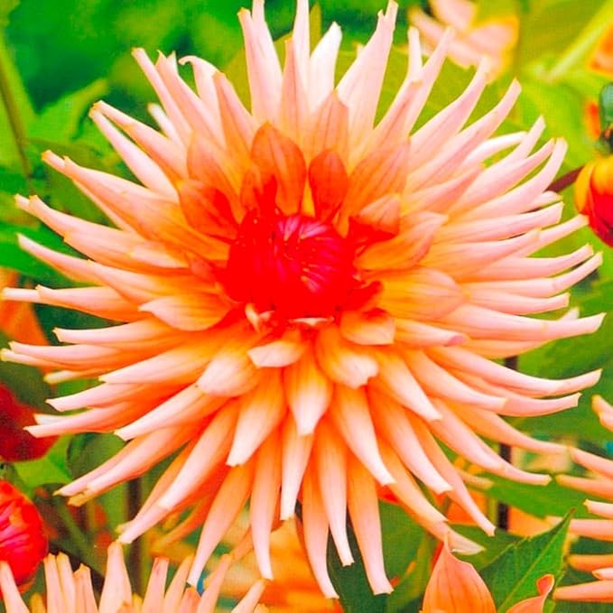 Needle Cactus Dahlia Seed Mix 50 Non-GMO Seeds for Planting