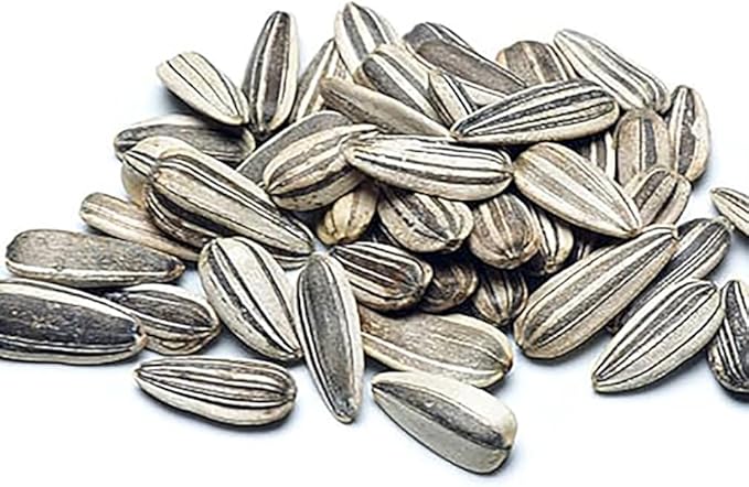Velvet Queen Sunflower Seeds - Red Sunflower