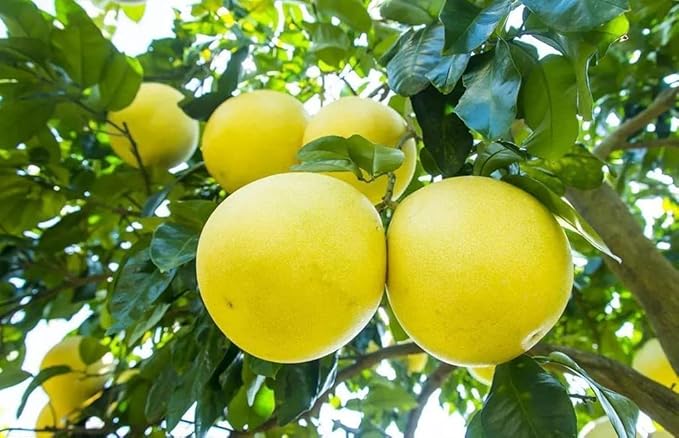 Gardenera's Premium Pomelo Tree Soil Mix - Quick Drain Potting Soil for Growing and Repotting Citrus Maxima - 2 Quart