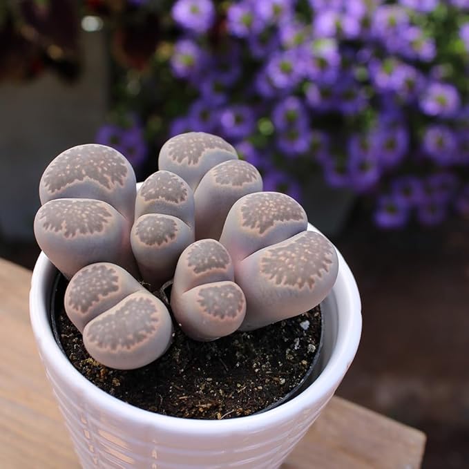 Altman Plants Giant Living Stones Succulents (4PK) XL Lithops Live Plants & Real Succulents, Pet Safe Plants & Live Succulent Plants, 2.5" Pots, Pet Friendly Plants, Live Plants in Succulent Soil Mix
