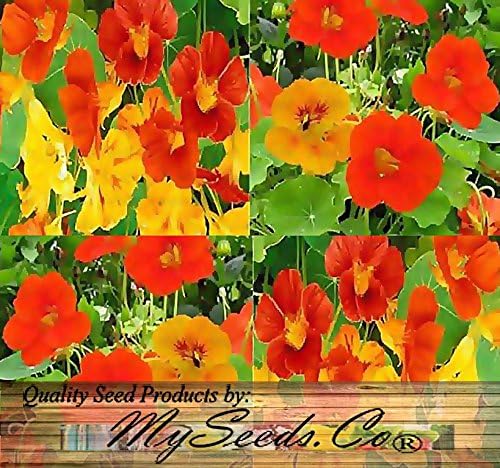 Big Pack - Nasturtium Flower Seed Mix (1,000) - Edible Tropaeolum nanum - Spurred, Flat-Faced Trumpet - Used in Cake & Bakery - Flower Seeds by MySeeds.Co (Big Pack - Nasturtium Mix)