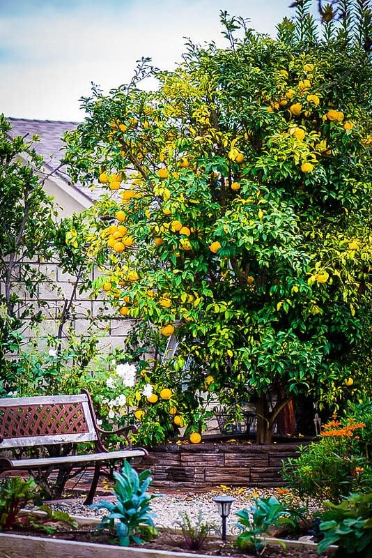 Gardenera's Premium Citron Tree Soil Mix - The Ideal Blend of Nutrients and Aeration for Growing Healthy and Productive Citrus Medica Trees - 10 Quart