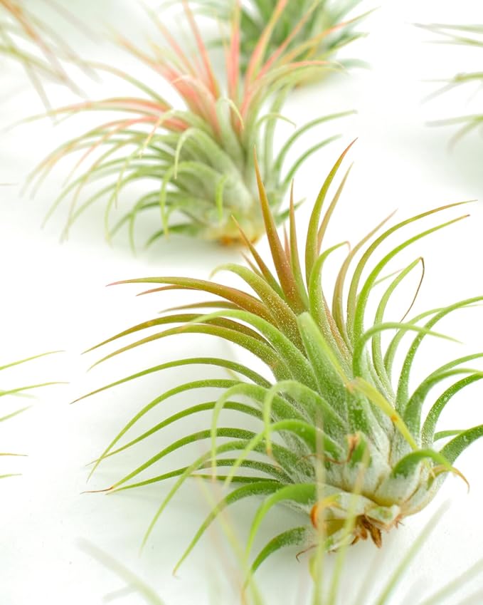 Shop Succulents Ionantha Tillandsia Air Plants, Assorted Mini Live Indoor Plants for Home Decor & Gifts, Low Maintenance, Natural Air Purifier, Hanging Plants, Favors, Terrarium Plants, Pack of 50