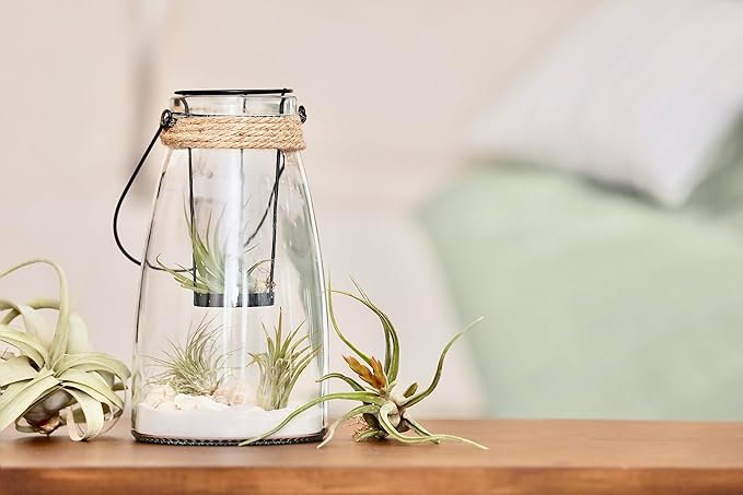 Tillandsia Air Plants Live Indoor Plants (6PK), Airplants Variety Live Plant Kit, Tropical Plants Live Houseplants, Air Plant Live Succulents Plants Live Plants Indoor House Plants by Plants for Pets